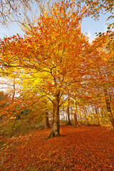 Maple, tree and forest in autumn with woods in season and travel in countryside park. Hiking, trekking and adventure on trail in nature of fall with color on leaves or landscape of environment
