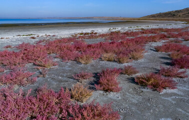 Сommon glasswort (Salicornia europaea), succulent plant with red pigment