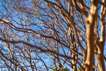 tree branches against blue sky