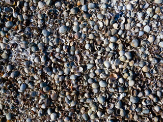 Dry bottom of a reservoir covered with a layer of shells of bivalve mollusks Cerastoderma and...