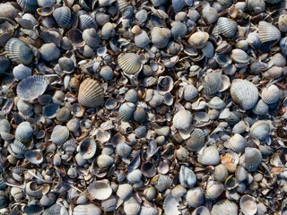 Dry bottom of a reservoir covered with a layer of shells of bivalve mollusks Cerastoderma and Mytilus