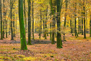 Obraz premium Woods, environment and nature in autumn morning for conservation, sustainability or biodiversity. Empty, scenic landscape and trees with fall season for foliage, exploration or ecosystem in Denmark