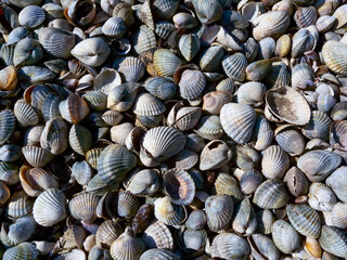 Dry bottom of a reservoir covered with a layer of shells of bivalve mollusks Cerastoderma and Mytilus