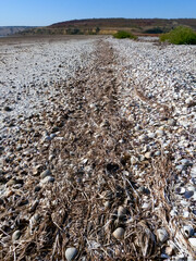 The dried-up bottom of a reservoir covered with dry mud and shells of bivalve mollusks