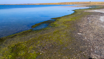 Drying shallow pond and green algae rotting on the shore, Tiligul estuary