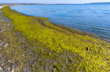 Drying shallow pond and green algae rotting on the shore, Tiligul estuary