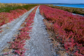 Сommon glasswort (Salicornia europaea), succulent plant with red pigment in autumn on the banks of...