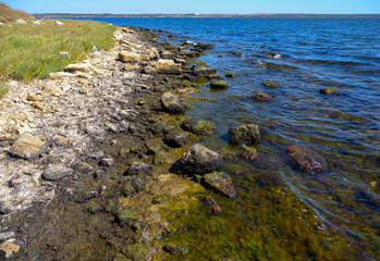 Algae on rocks at low tide on the bank of the Tiligul estuary, Ukraine