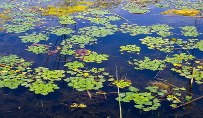 Water caltrop (Trapa natans), floating aquatic plant with edible nuts