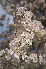 a branch full of apple blossoms in focus, portrait format