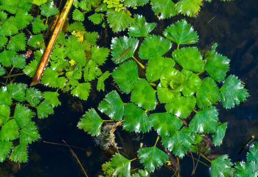 Water caltrop (Trapa natans), floating aquatic plant with edible nuts