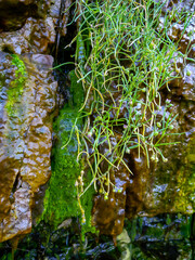 Bubbling freshwater green filamentous algae in rainwater running down rocks on Snake Island