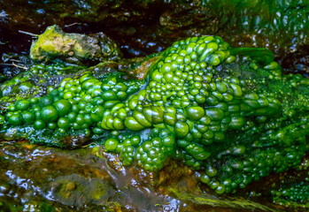 Bubbling freshwater green filamentous algae in rainwater running down rocks on Snake Island