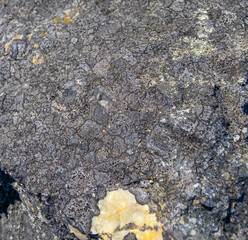 Yellow and gray lichens on a rocky slope on Snake Island, Ukraine