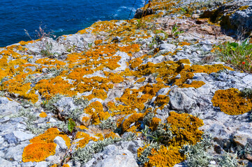 Serpent's (Zmeinyi) Island, lichens and moss on the coastal stones and rocks of the island, Ukraine