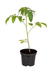 Young seedling of tomato plant in a black flowerpot isolated on white or transparent background