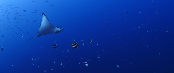 Amazing sighting of stingrays in Komodo National Park, Indonesia.

