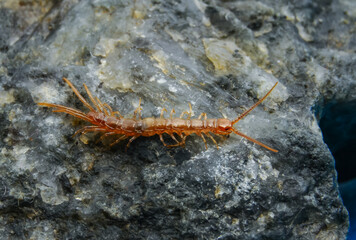 Brown centipedes - Lithobius variegatus, centipede from the Odessa catacombs