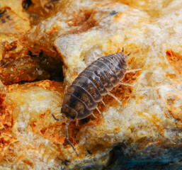 A woodlice (Porcellio sp.), land crustacean from the Odessa catacombs, Ukraine