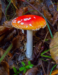 (Amanita muscaria), poisonous forest mushroom with red cap with white dots in the forest