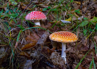 (Amanita muscaria), poisonous forest mushroom with red cap with white dots in the forest