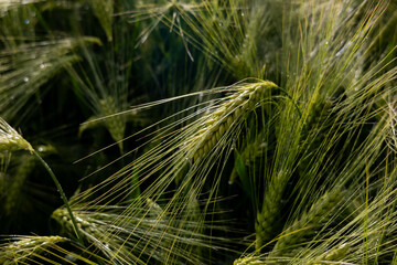jęczmień, zboże, kłos, natura,zieleń © Estera