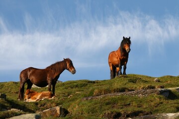 Le Pottock - Chevaux Basques © FABIEN LOUVET
