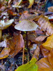 (Mycena robusta),  Inedible agaric with a light brown cap in the forest in Ivano-Frankivsk region