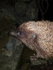 Photo of a hedgehog in the dark in nature in the evening