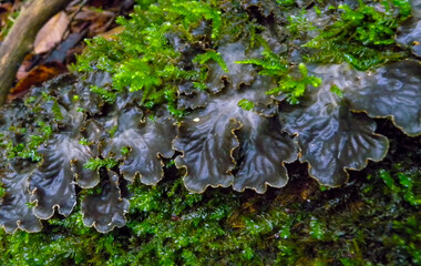 Peltigera polydactyla is a foliose lichen that grows in moss-rich soils in the forest in the...