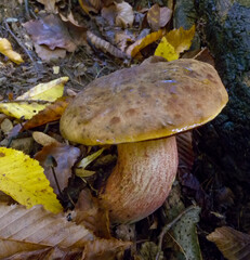 Fototapeta premium (Suillellus luridus), edible mushroom in the forest in Ivano-Frankivsk region, Ukraine