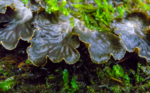 Peltigera polydactyla is a foliose lichen that grows in moss-rich soils in the forest in the Ivano-Frankivsk region