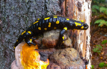 The fire salamander (Salamandra salamandra) in the forest near the city of Yaremche, Ivano-Frankivsk region, Ukraine