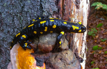 The fire salamander (Salamandra salamandra) in the forest near the city of Yaremche, Ivano-Frankivsk region, Ukraine