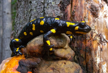 The fire salamander (Salamandra salamandra) in the forest near the city of Yaremche,...