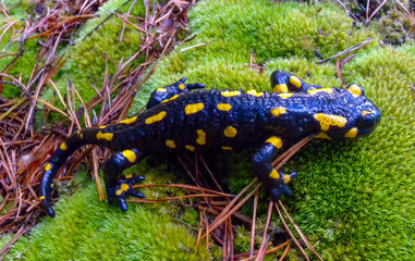 The fire salamander (Salamandra salamandra) in the forest near the city of Yaremche, Ivano-Frankivsk region, Ukraine