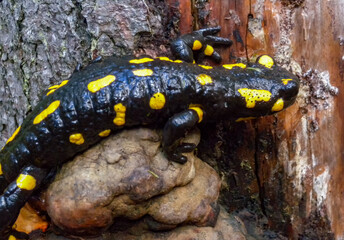 The fire salamander (Salamandra salamandra) in the forest near the city of Yaremche, Ivano-Frankivsk region, Ukraine