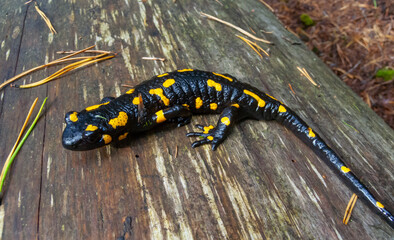 The fire salamander (Salamandra salamandra) in the forest near the city of Yaremche, Ivano-Frankivsk region, Ukraine