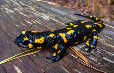 The fire salamander (Salamandra salamandra) in the forest near the city of Yaremche, Ivano-Frankivsk region, Ukraine
