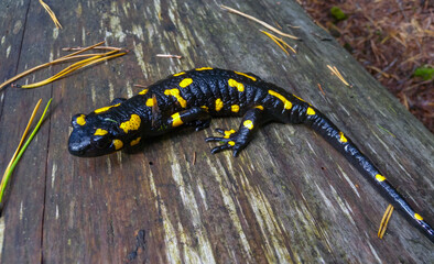 The fire salamander (Salamandra salamandra) in the forest near the city of Yaremche, Ivano-Frankivsk region, Ukraine