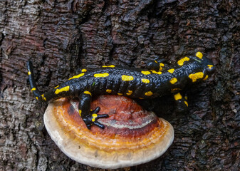 The fire salamander (Salamandra salamandra) in the forest near the city of Yaremche, Ivano-Frankivsk region, Ukraine