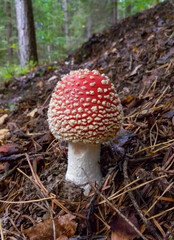 (Amanita muscaria), poisonous forest mushroom with red cap with white dots in the forest