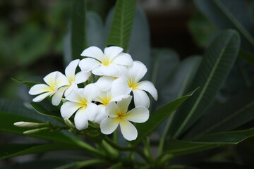 white frangipani flowers
