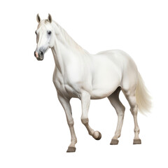Obraz premium isolated white background of horse