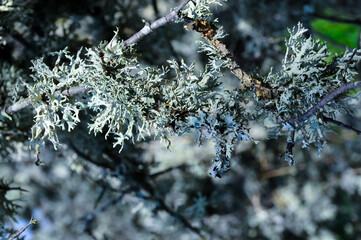 Lichens on tree branches in a valley near the ancient volcano Karadag
