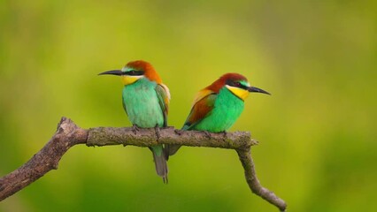 The European bee-eater (Merops apiaster), video of a beautifully coloured bird sitting on a branch with greenery in the background.