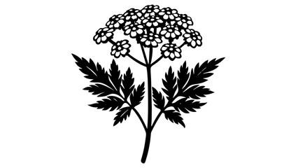 yarrow flower vector silhouette  illustration