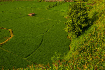 green field and trees