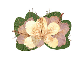 PNG. Fotograf&iacute;a de ramo decorativo de hibiscos, hojas y flores secas en color. Herbario.