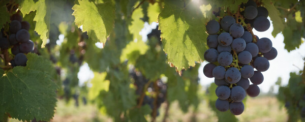 Grape in nature with sun in background. High resolution illustration